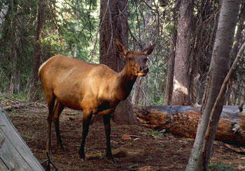 cow-elk-utah