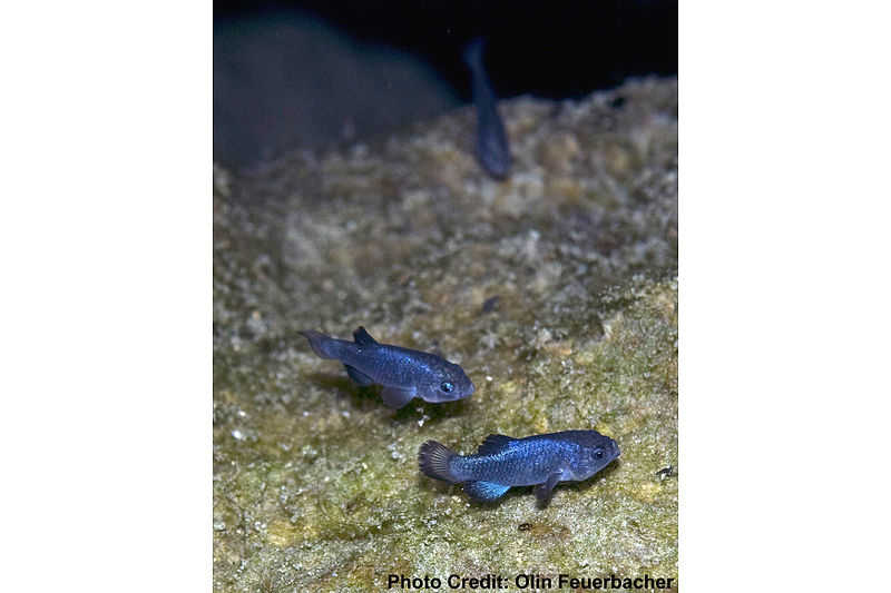 devils-hole-pupfish