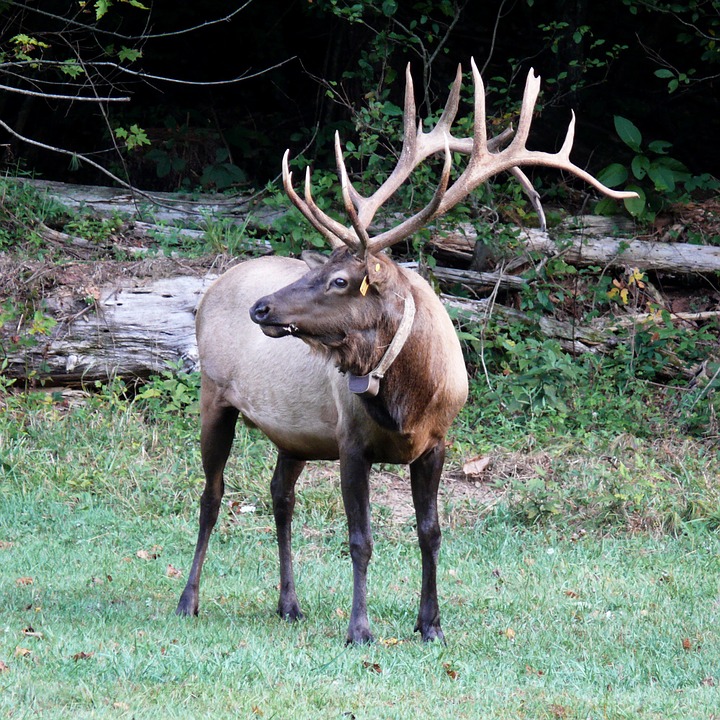 elk-arkansas