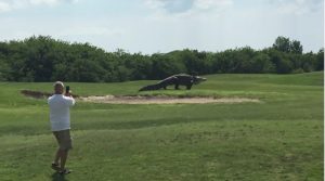 gigantic-gator-strolls-across-florida-golf-course