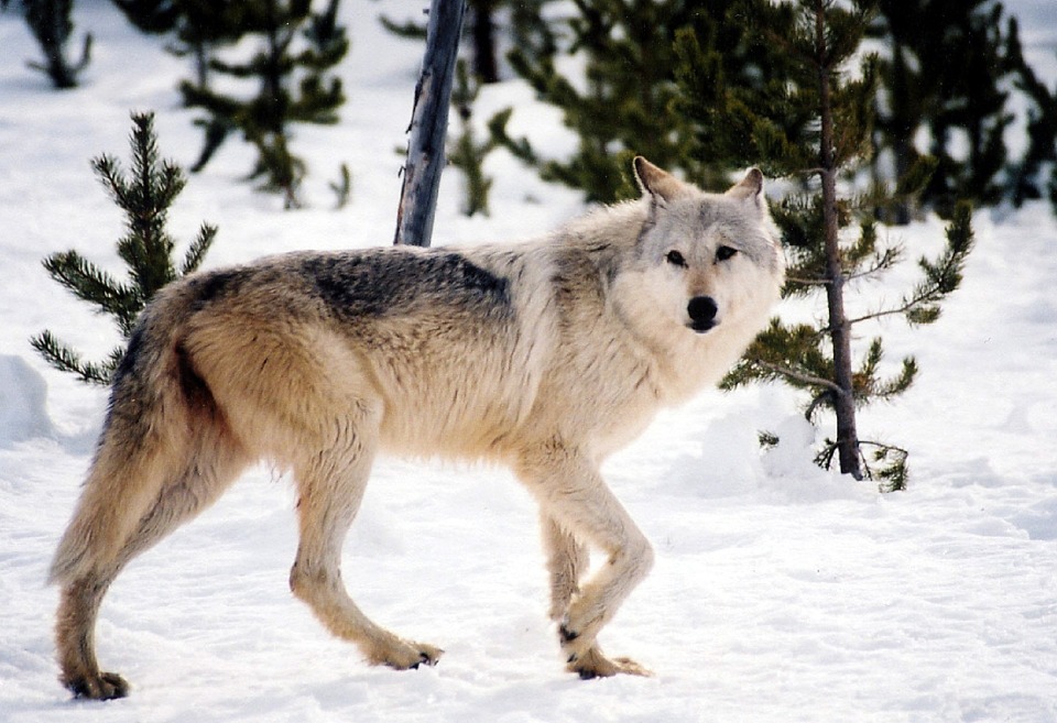 gray-wolf-yellowstone-national-park