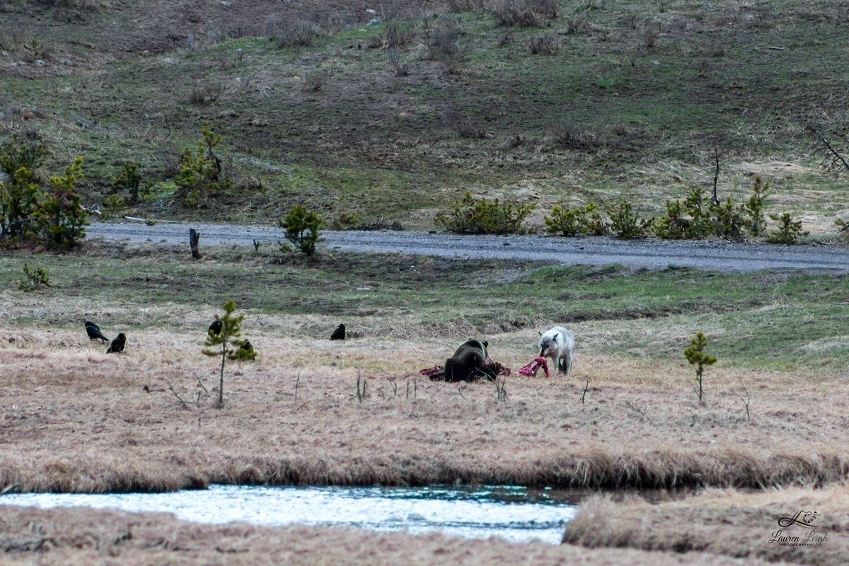 grizzly-bear-and-wolf-showdown-in-yellowstone