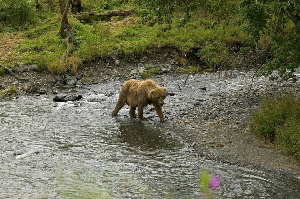 grizzly-bear-yellowstone