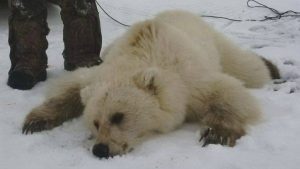 grizzly-polar-bear-hybrid-killed-in-nunavut