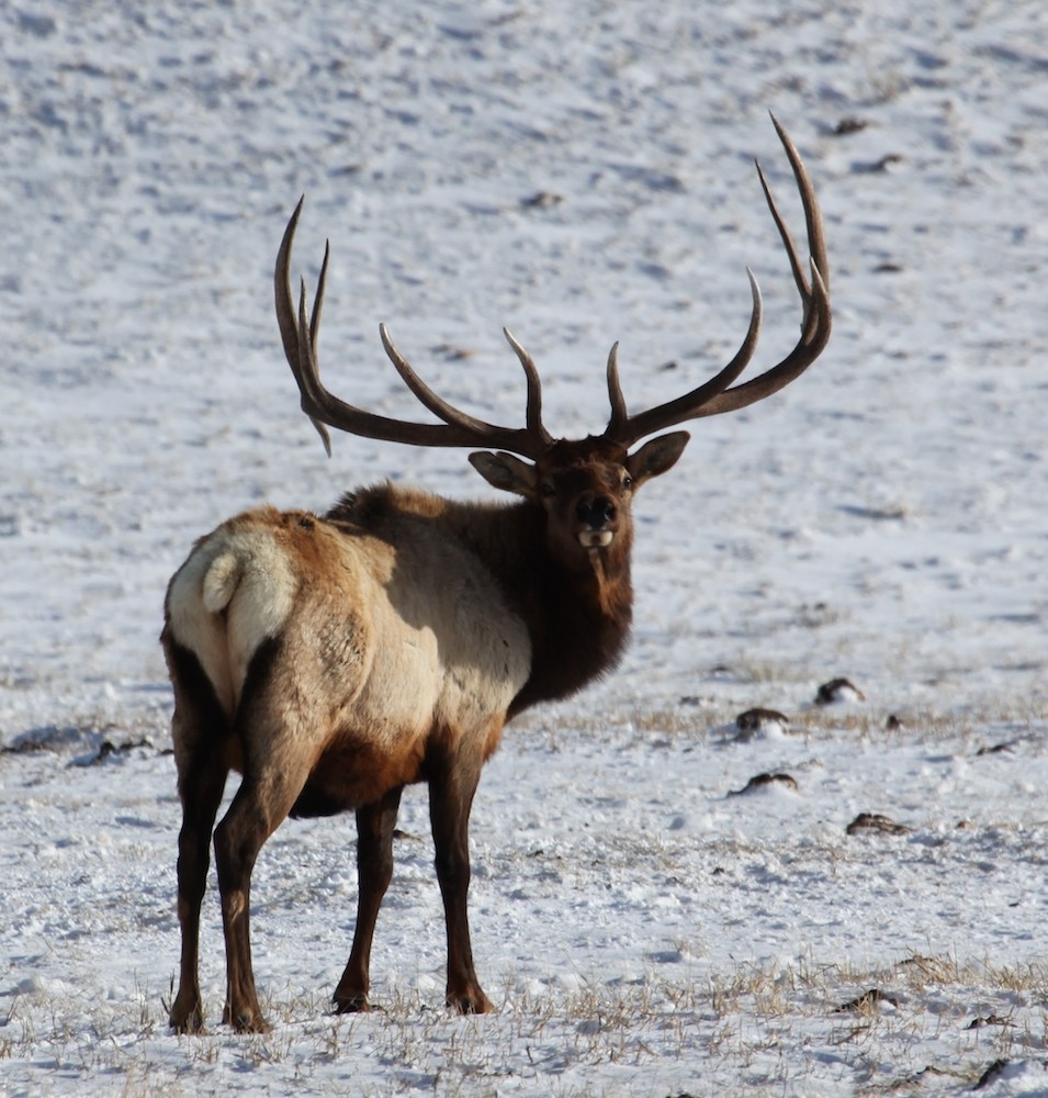 mammoth-jackson-hole-bull-elk
