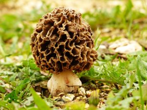 morel-mushroom-in-the-ground
