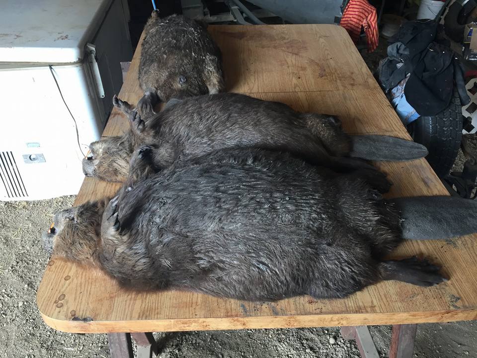 saskatchewan-beaver-derby-a-success