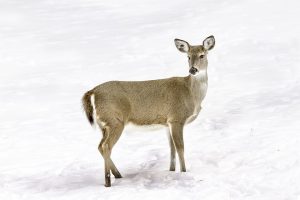 south-dakota-whitetail-deer