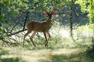 tennessee-young-buck-whitetail-deer