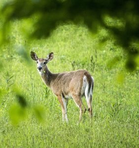 white-tailed-deer-pennsylvania