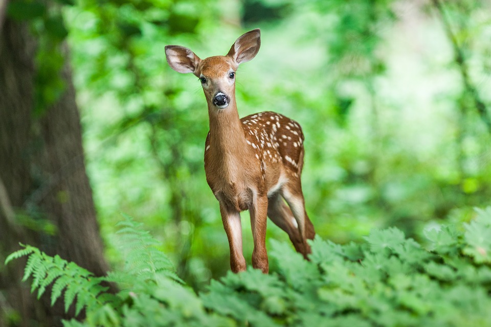 whitetail-deer-ann-arbor-michigan