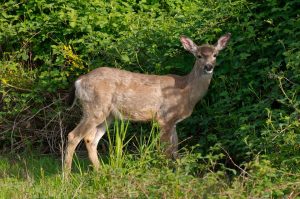 whitetail-deer-missouri
