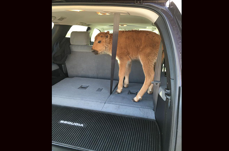 yellowstone-bison-calf-captured-by-delusional-tourists