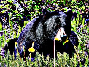 black-bear-everglades-south-florida