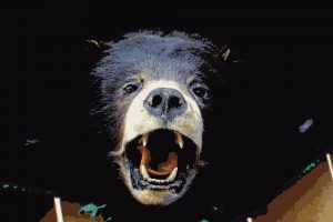 black-bear-hide-from-florida-hunt