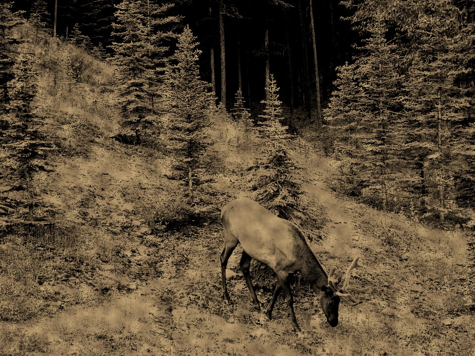 bull-elk-in-velvet-virginia