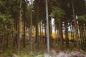 colorado-forest