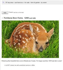 craigslist-listing-of-deer-fawn-for-sale