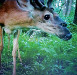 deer-with-deformed-face-on-trail-cam