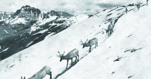 elk-migration-exhibition-wyoming