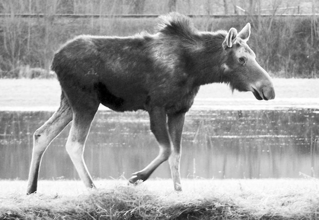 gray-moose-suffering-from-tick-bites-in-new-hampshire