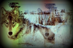 gray-wolf-in-winter-wisconsin