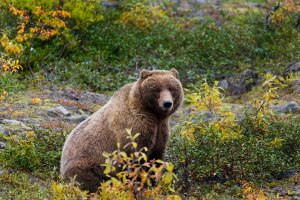 grizzly-bear-british-columbia