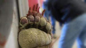 grizzly-bear-shot-after-killing-sheep-in-montana