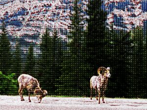 idaho-bighorn-sheep