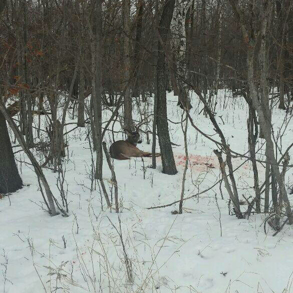 image-of-shiocton-massive-buck-after-being-shot-by-poachers