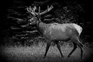 minnesota-elk-grazing-in-field