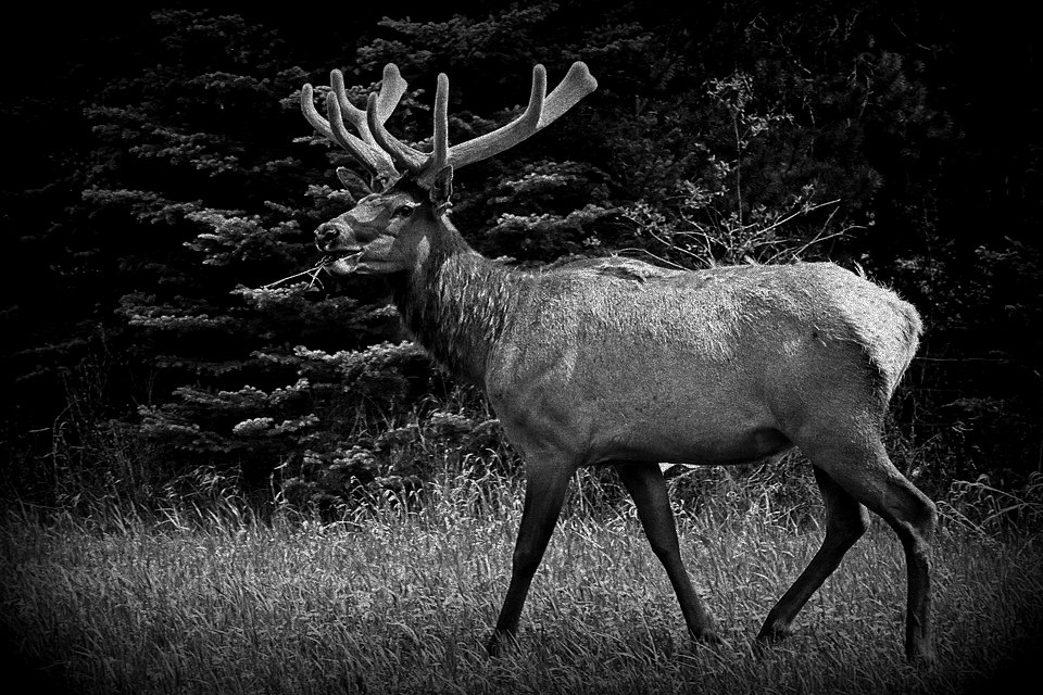 minnesota-elk-grazing-in-field