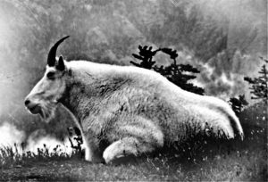 mountain-goat-Utah-mountains