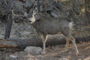 mule-deer-doe-wyoming