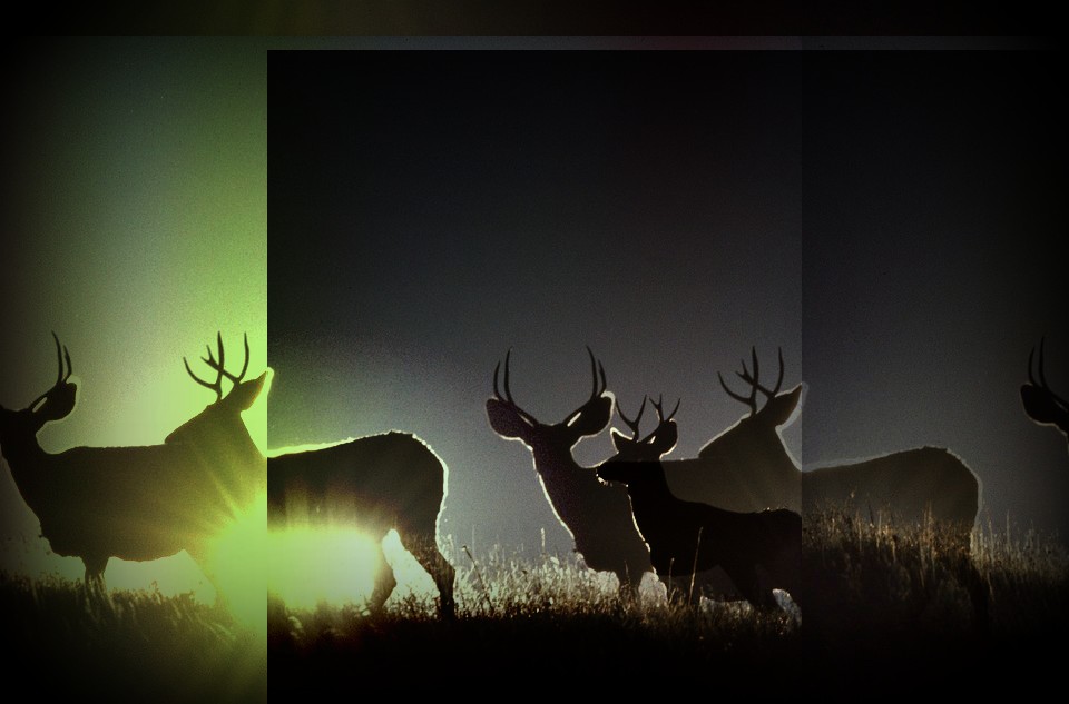 mule-deer-in-the-mountains-of-montana