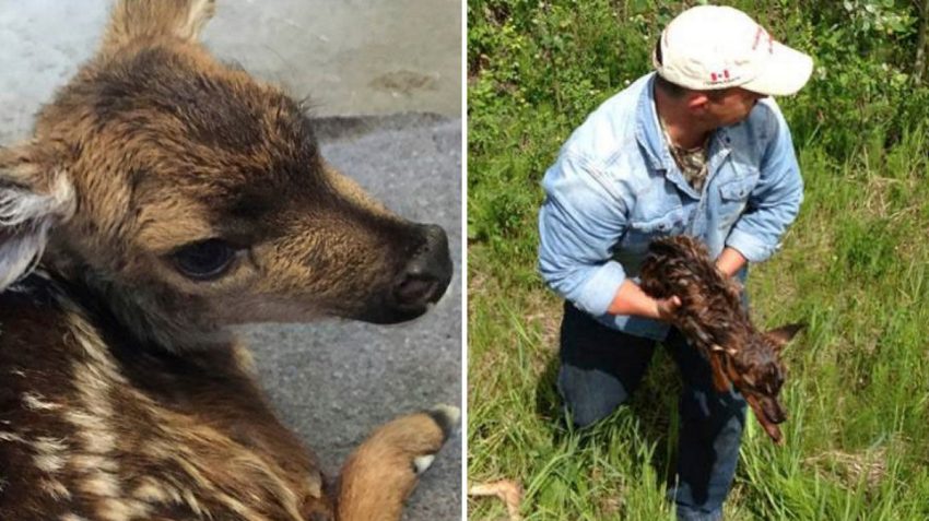 newborn-fawn-image-and-image-with-sean-steele-holding-the-fawn