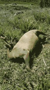 poached-elk-lies-dead-in-oregon