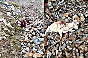 remains-of-two-illegally-killed-dall-sheep-in-alaska