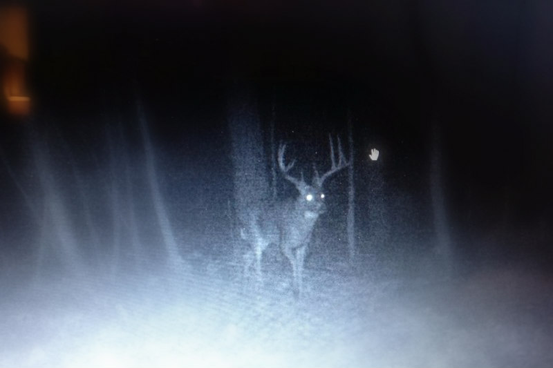 shiocton-monster-buck-on-trail-cam-before-he-was-poached