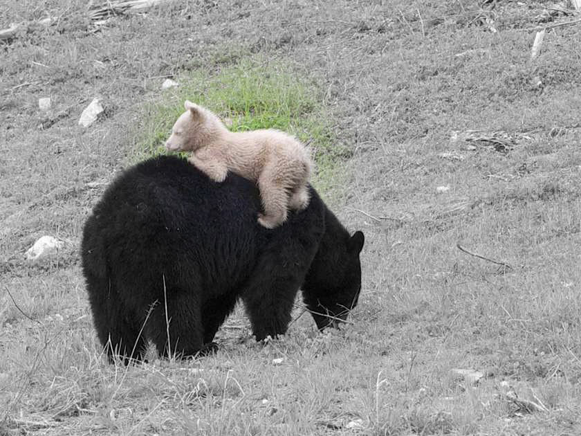 whistler-bear-with-white-colored-cub