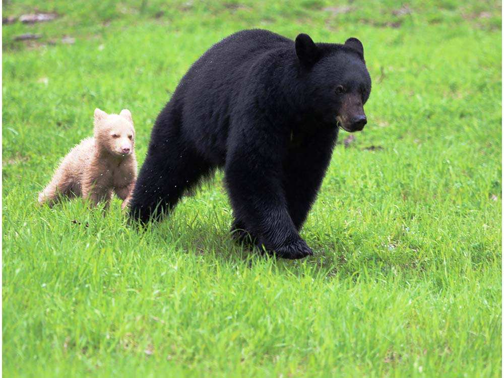 whistler-bear-with-white-cub-following-close-behind