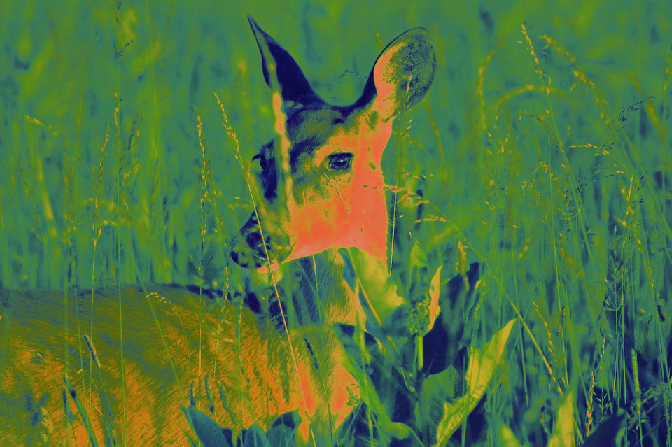 white-tailed-deer-in-pennsylvania-field