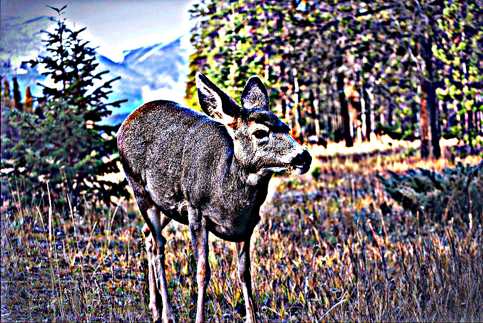 whitetail-doe-washington-state