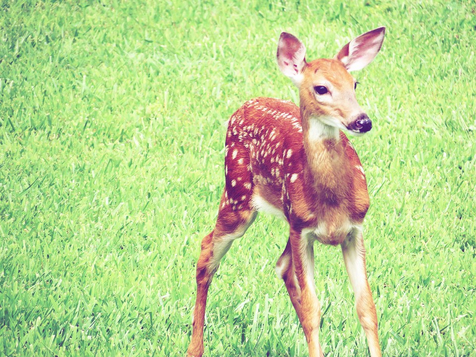 whitetail-fawn