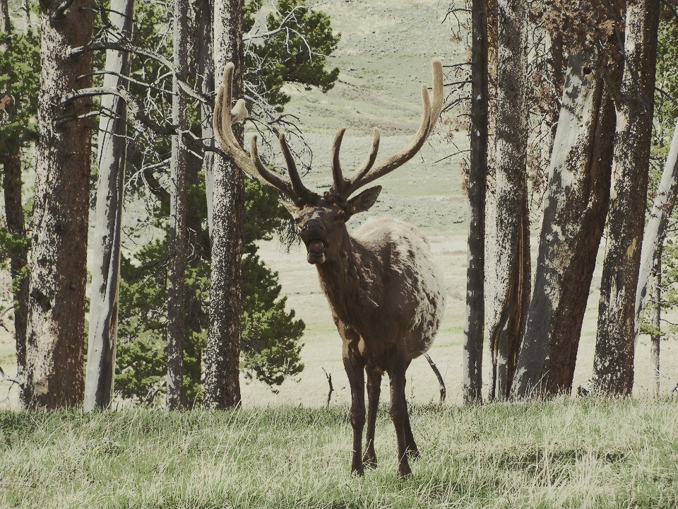 bugling-elk-in-velvet