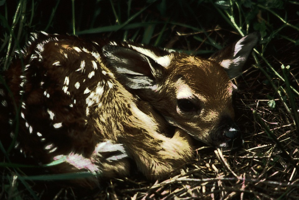 fawn-in-montana