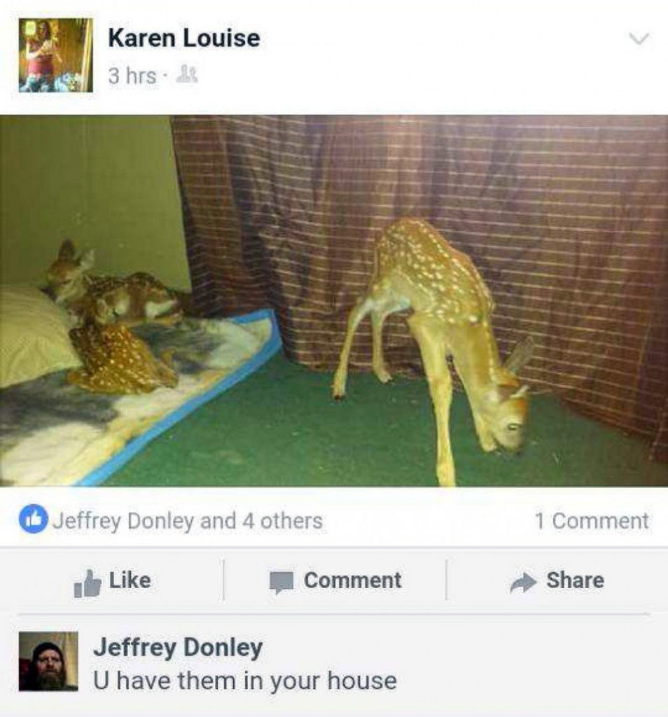 karen-hofstetter-facebook-post-depicting-fawns-roaming-in-her-home