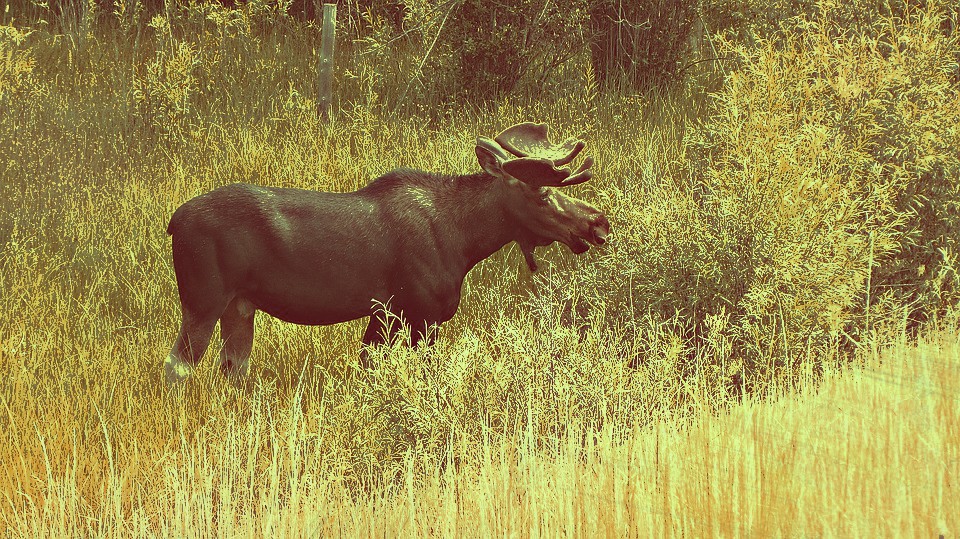 moose-in-northern-ontario