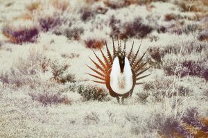 south-dakota-sage-grouse-in-field