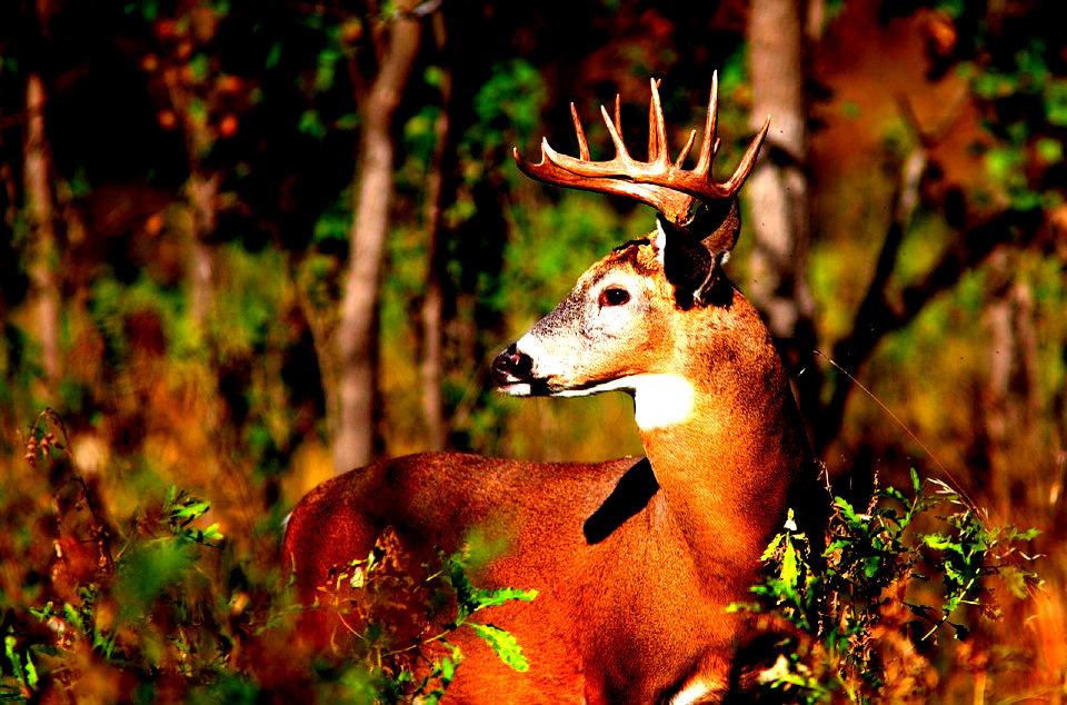 white-tail-deer-buck